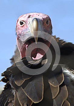 Lappet faced vulture photo