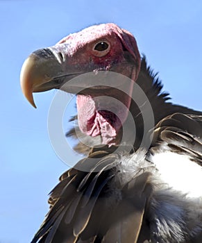 Lappet faced vulture photo