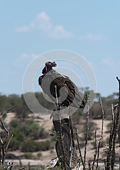 Lappet-faced Vulture Aegypius tracheliotus on a branch at Boteti River, Makgadikgadi Pans National Park, Botswana