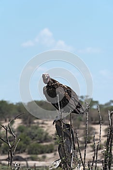 Lappet-faced Vulture Aegypius tracheliotus on a branch at Boteti River, Makgadikgadi Pans National Park, Botswana