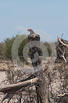 Lappet-faced Vulture Aegypius tracheliotus on a branch at Boteti River, Makgadikgadi Pans National Park, Botswana