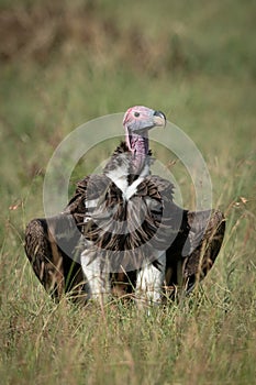 Lappet-faced vulture airs wings in long grass