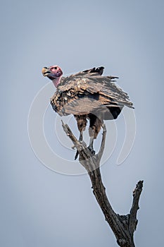 Lappet-faced vulture on dead branch in sunshine