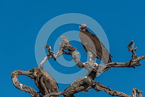 Lappet-faced vulture on dead tree in sunshine