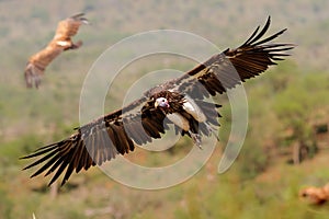 Lappet faced vulture flying before landing
