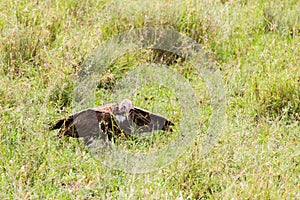 Lappet-faced vulture in the grass