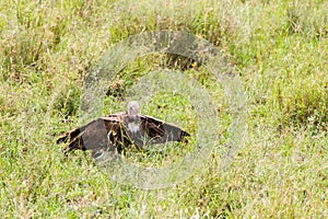 Lappet-faced vulture in the grass