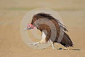 Lappet-faced vulture on the ground