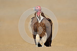 Lappet-faced vulture on the ground