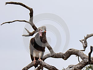 Lappet-faced Vulture in the Kruger National Park