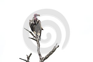 Lappet faced Vulture in Kruger National park, South Africa