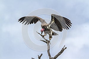 Lappet faced Vulture in Kruger National park, South Africa