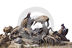 Lappet faced Vulture in Kruger National park, South Africa