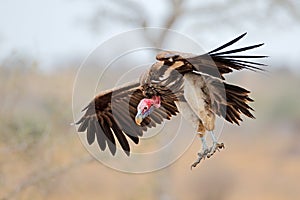 Lappet-faced vulture landing