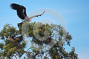 Lappet-faced Vulture landing on tree