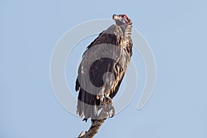 Lappet-faced vulture looking back.