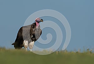 Lappet-faced vulture in Maasai Mara