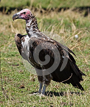 Lappet-faced vulture, Masai Mara, Kenya