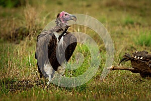 Lappet-faced Vulture or Nubian vulture - Torgos tracheliotos, Old World vulture belonging to the bird order Accipitriformes, pair photo