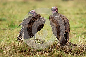 Lappet-faced Vulture or Nubian vulture - Torgos tracheliotos, Old World vulture belonging to the bird order Accipitriformes, pair photo