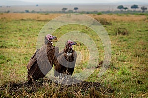 Lappet-faced Vulture or Nubian vulture - Torgos tracheliotos, Old World vulture belonging to the bird order Accipitriformes, pair photo