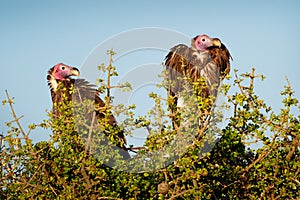 Lappet-faced Vulture or Nubian vulture - Torgos tracheliotos, Old World vulture belonging to bird order Accipitriformes, pair two photo
