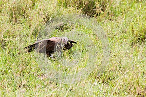 Nubian vulture in Serengeti National Park, Tanzania