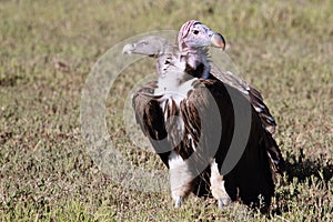 Lappet faced vulture and RÃ¼ppell`s vulture