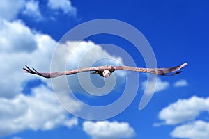 A lappet-faced vulture shows its impressive wingspan