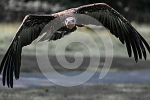 A lappet-faced vulture shows its impressive wingspan