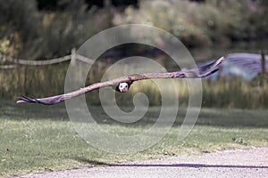 A lappet-faced vulture shows its impressive wingspan