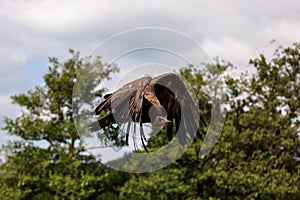 A lappet-faced vulture shows its impressive wingspan