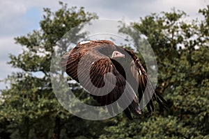 A lappet-faced vulture shows its impressive wingspan