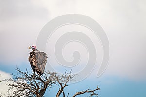 Lappet-faced vulture sitting in a tree.