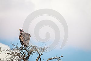 Lappet-faced vulture sitting in a tree.