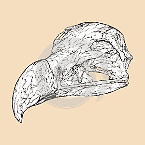 lappet faced vulture skull head vector illustration animal