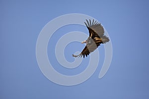 Lappet faced Vulture Soaring in Flight