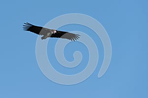 Lappet-faced vulture soars in perfect blue sky
