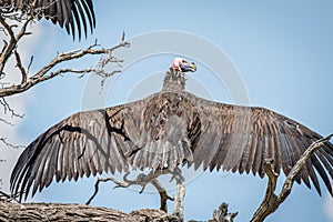 Lappet-faced vulture spreading his wings.