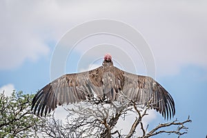 Lappet-faced vulture spreading his wings.