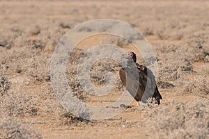 Lappet-faced vulture standing on ground