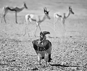 Lappet-faced Vulture