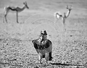 Lappet-faced Vulture