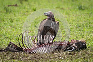 Lappet-faced vulture stands by carcase turning head