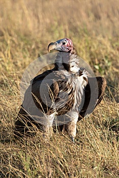 Lappet-faced vulture stands in grass eyeing camera
