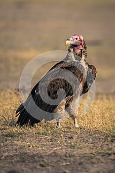 Lappet-faced vulture stands on grass turning head