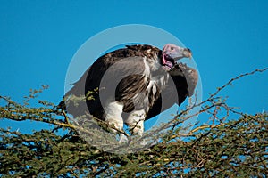 Lappet-faced vulture stands on thornbush in sun