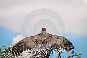 Lappet-faced vulture stretching his wings.