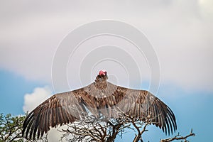 Lappet-faced vulture stretching his wings.