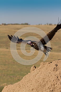 Lappet Faced Vulture takes off